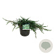 Juniperus communis 'Ristol' 40-50 cm 6L
