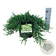 Juniperus comm. 'Greenmantle' 40-50 cm 6L