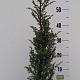 Juniperus comm. 'Hibernica' 50-60 cm 5,0L