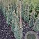 Juniperus comm. 'Sentinel' 100-125 cm met kluit