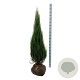 Juniperus s. 'Blue Arrow' 125-150 cm met kluit extra