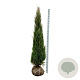 Juniperus s. 'Blue Arrow' 200-225 cm met kluit extra
