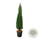 Juniperus s. 'Blue Arrow' 200-225 cm cont. 55L extra