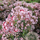 Kalmia lat. 'Minuet' 125-150 cm container meerstammig