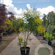 Koelreuteria paniculata 175-200 cm container meerstammig