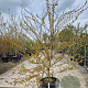 Lagerstroemia 'Acoma' 150-175 cm container meerstammig