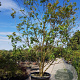 Lagerstroemia indica 450-500 cm container meerstammig