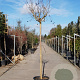 Lagerstroemia indica 180 cm stam container 14-16
