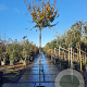 Lagerstroemia indica 200 cm stam container 10-12 lei 150x120
