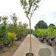 Lagerstroemia indica 200 cm stam container 12-14