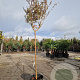 Lagerstroemia indica 200 cm stam container 12-14