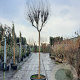 Lagerstroemia indica 200 cm stam container 20-25 leiboom