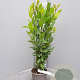 Laurus nobilis 60-80 cm 3,0L