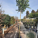 Ligustrum japonicum 200 cm stam container 16-18 leiboom