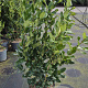 Ligustrum j. 'Texanum' 80-100 cm 10L