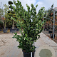 Ligustrum j. 'Texanum' 150-175 cm 30L