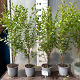 Ligustrum ovalifolium 60-80 cm 2,0L