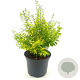Ligustrum oval. 'Lemon and Lime' 25-30 cm 2,0L