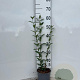 Ligustrum vulgare 30-50 cm 2,0L