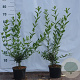 Ligustrum vulgare 40-60 cm 2,0L