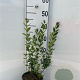 Ligustrum vulgare 40-60 cm 2,0L