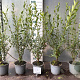 Ligustrum vulg. 'Atrovirens' 60-80 cm 2,0L