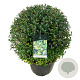 Ligustrum vulg. 'Atrovirens' 70-80 cm 50L bol extra
