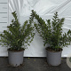 Ligustrum vulg. 'Lodense' 30-40 cm 2,0L