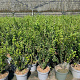 Ligustrum vulg. 'Lodense' 40-60 cm 5,0L
