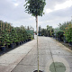 Liquidambar s. 'Gum Ball' 200 cm stam 35L 10-12