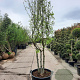 Liquidambar s. 'Worplesdon' 350-400 cm container meerstammig