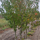 Liquidambar s. 'Worplesdon' 350-400 cm container meerstammig