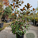 Magnolia grand. 'Goliath' 125-150 cm 18L