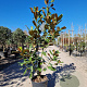 Magnolia grand. 'Goliath' 125-150 cm 18L