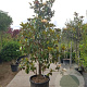 Magnolia grand. 'Goliath' 300-325 cm container