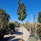 Magnolia grand. 'Goliath' 180 cm stam container 12-14 leiboom