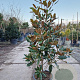 Magnolia grand. 'Little Gem' 100-125 cm 15L