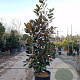 Magnolia grand. 'Little Gem' 140-160 cm 25L