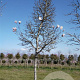 Magnolia kobus 200 cm stam container 20-25 leiboom