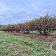 Malus toringo 200-250 cm draadkluit meerstammig