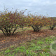 Malus toringo 200-250 cm draadkluit meerstammig