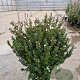 Myrtus communis tarentina 80-90 cm 20L