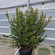 Myrtus communis tarentina 80-100 cm 2,5L