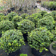 Osmanthus burkwoodii 60 cm 45L bol