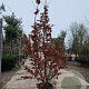 Parrotia persica 250-300 cm container meerstammig