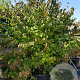 Parrotia persica 300-350 cm container solitair meerstammig