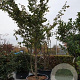 Parrotia persica 600-650 cm container meerstammig