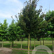 Parrotia persica 'Vanessa' 40-45 HO draadkluit 250 cm stam