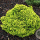 Chamaecyparis o. 'Butterball' 15-20 cm 3,0L