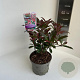 Photinia fraseri Carré Rouge 20-30 cm 2,0L